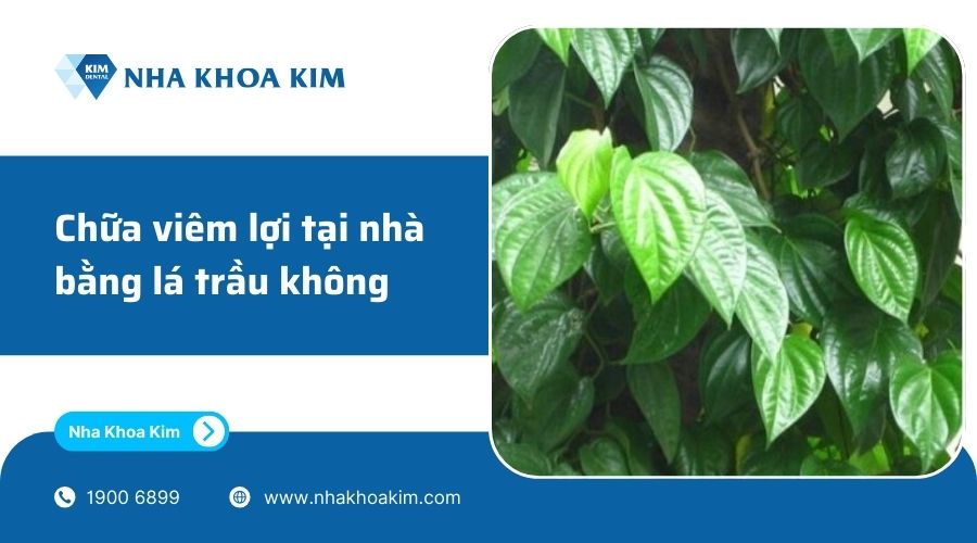 điều trị viêm lợi bằng lá trầu không