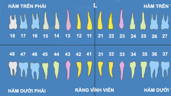Nhổ răng số 18 – Kinh nghiệm nhổ răng an toàn, không đau nhức