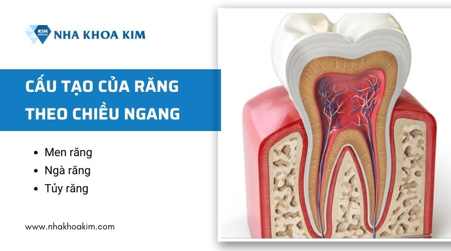 cấu tạo của răng