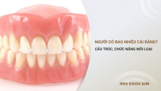 Con người có bao nhiêu cái răng? Cấu trúc và chức năng mỗi loại