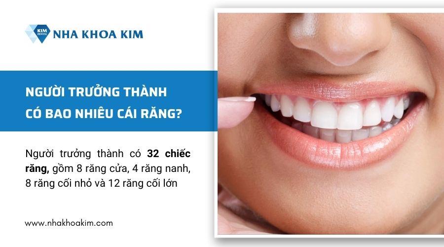 người trưởng thành có bao nhiêu cái răng?
