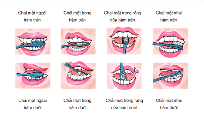 Chải răng tuần tự theo từng nhóm răng