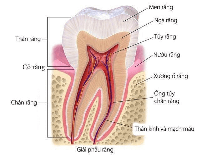 Cấu trúc và thành phần của răng người