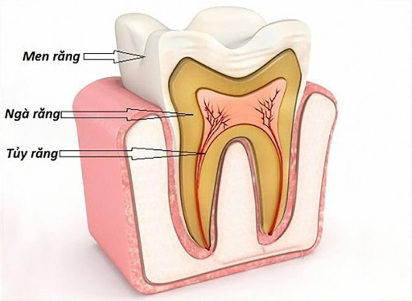 Tủy răng là một môi trường vô khuẩn