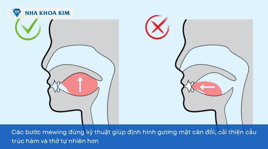 Cách tập mewing đúng cho người mới bắt đầu