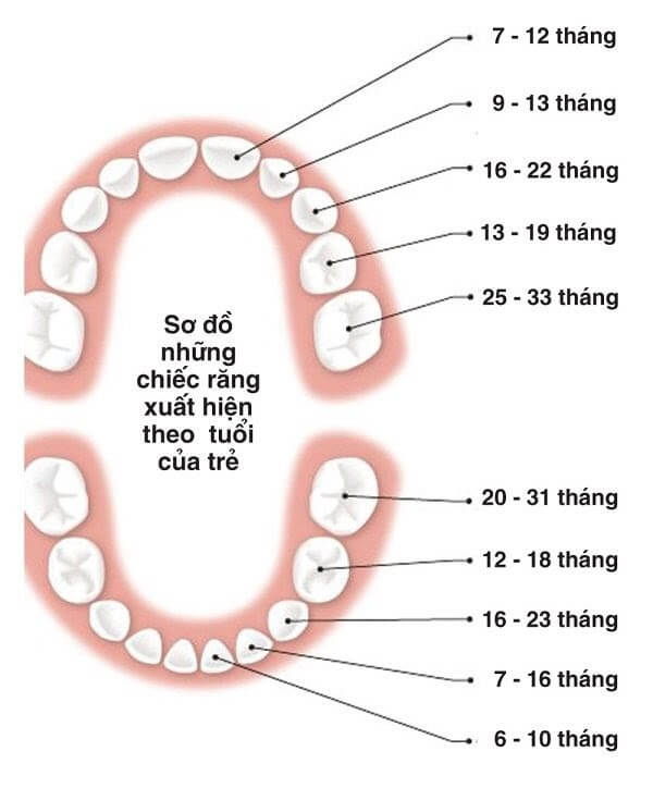 Thứ tự mọc răng của bé: Thời gian mọc răng và cách chăm sóc răng sữa