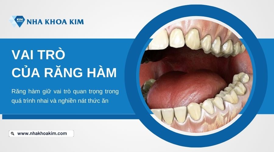 vai trò của răng hàm