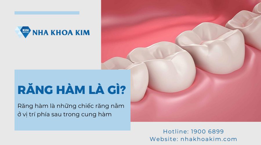 răng hàm là gì