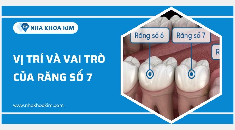 vị trí và vai trò của răng số 7