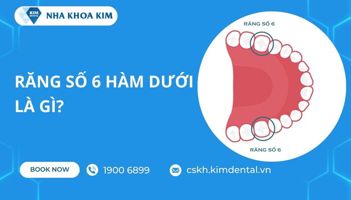 răng số 6 hàm dưới là gì
