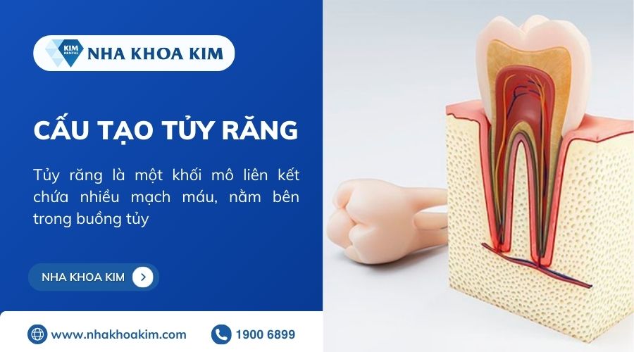 cấu tạo tủy răng