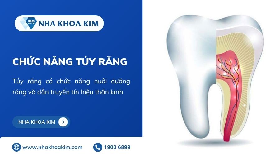 chức năng tủy răng