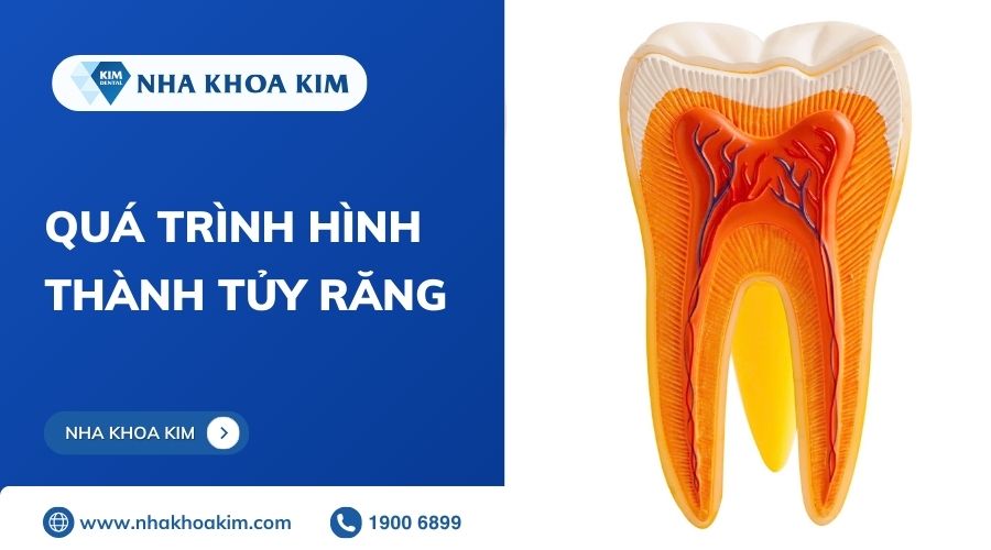 quá trình hình thành tủy răng