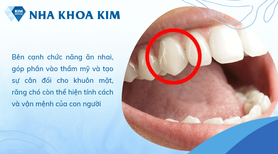 Vận mệnh của người có răng chó