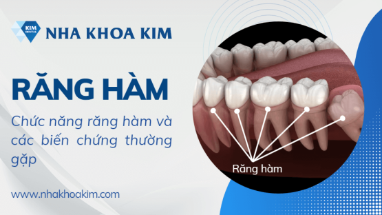 Răng hàm là gì? Cấu tạo và chức năng của răng hàm