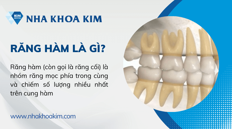 Răng hàm là gì?