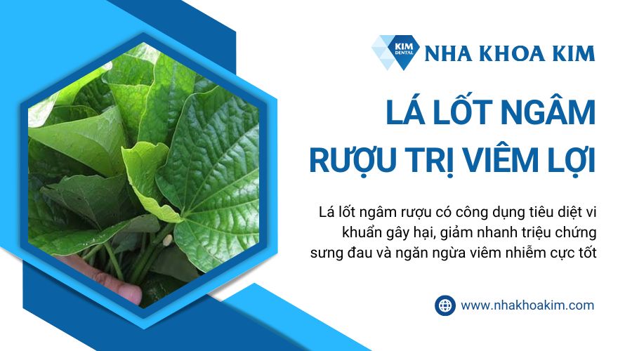 lá lốt ngâm rượu trị viêm lợi