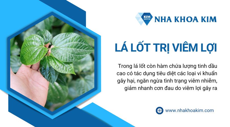 lá lốt trị viêm lợi