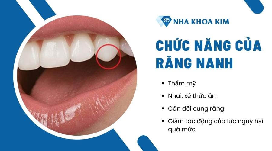 Chức năng của răng nanh