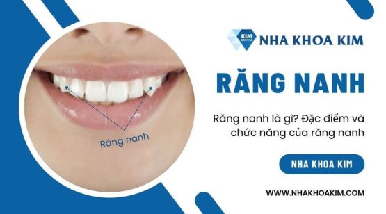 Răng nanh là gì? Đặc điểm và chức năng của răng nanh