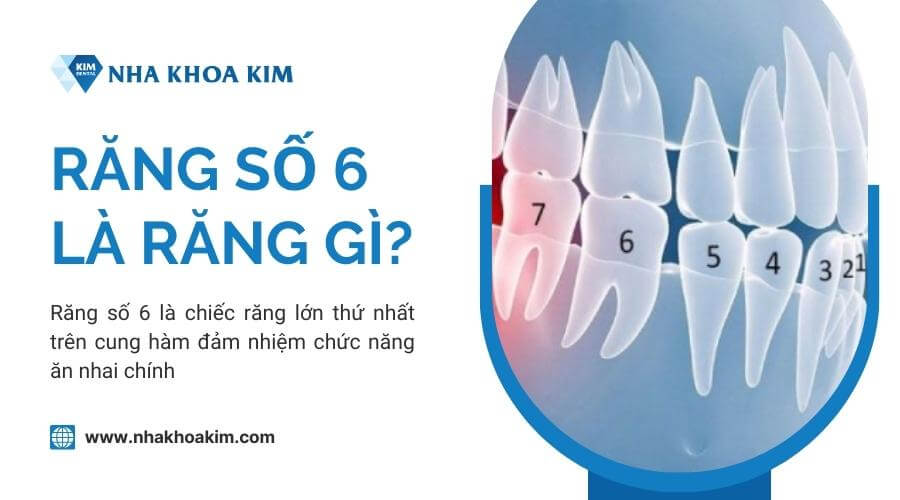 Răng số 6 là răng gì? Vị trí răng số 6?