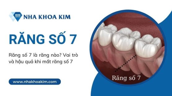 Răng số 7 là răng nào? Vai trò và hậu quả khi mất răng số 7