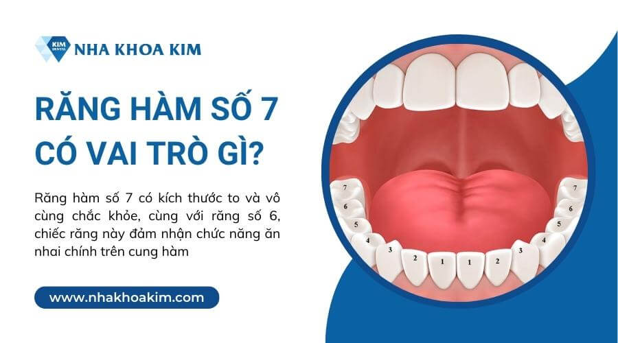 Răng hàm số 7 có vai trò gì?