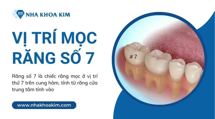 Răng số 7 là răng gì? Vị trí mọc răng số 7