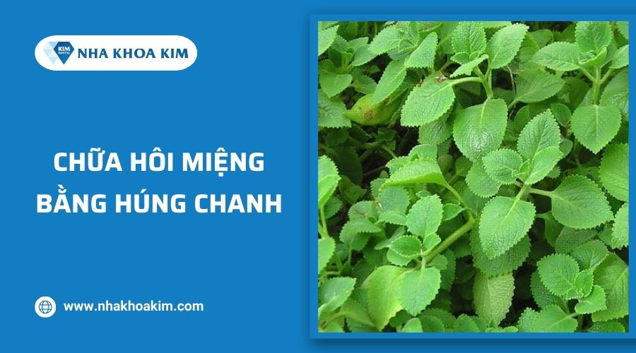 trị hôi miệng bằng lá húng chanh