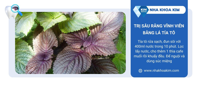 Trị sâu răng vĩnh viễn bằng lá tía tô