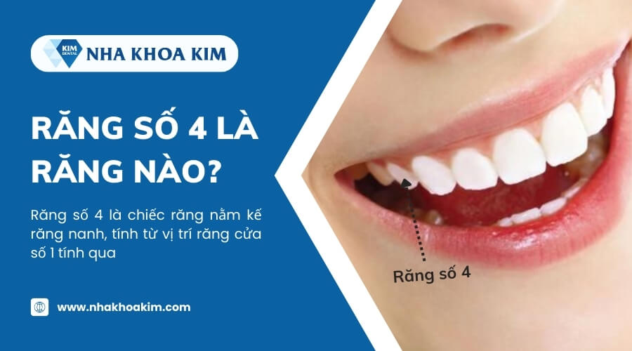Răng số 4 là răng nào?