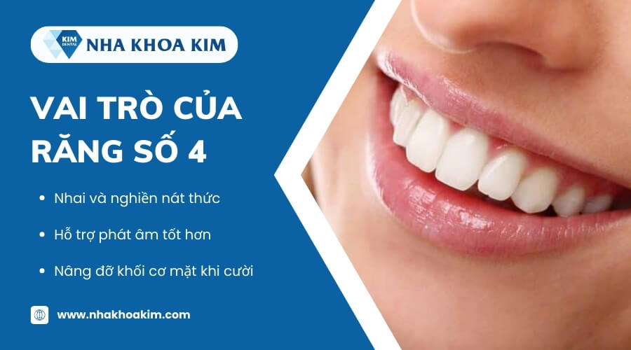 Vai trò của răng số 4