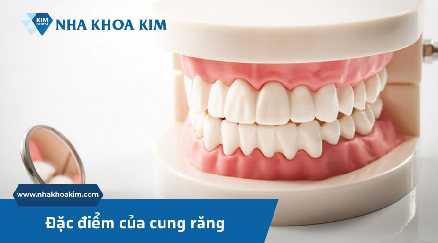 Đặc điểm của cung răng