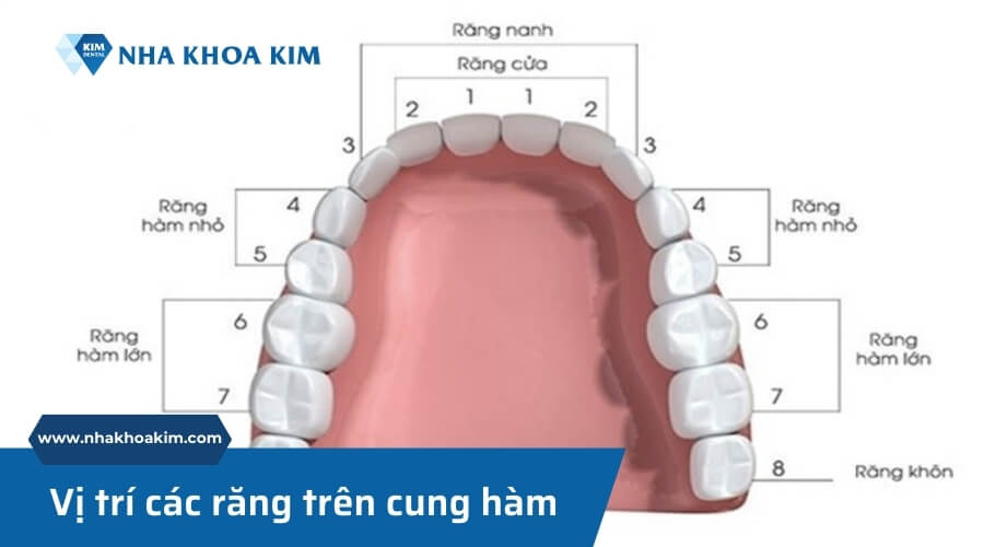 Hướng dẫn cách đọc và đếm cung răng 