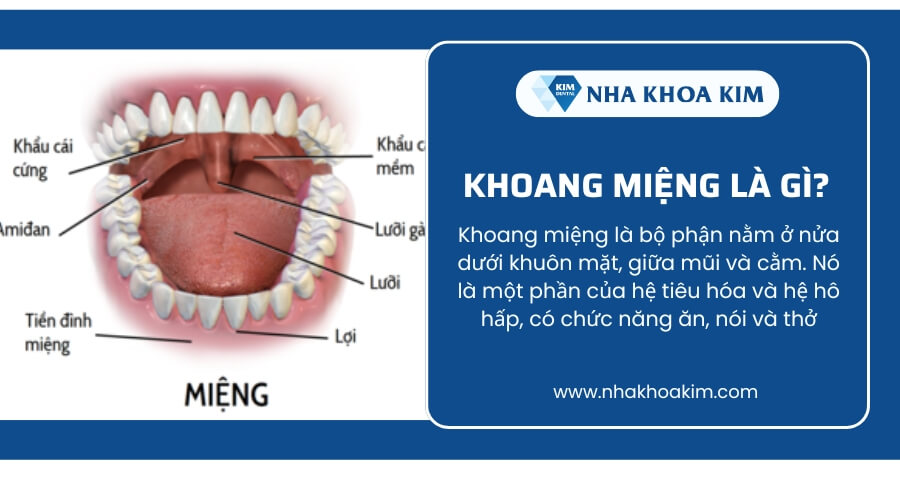 Khoang miệng là gì?