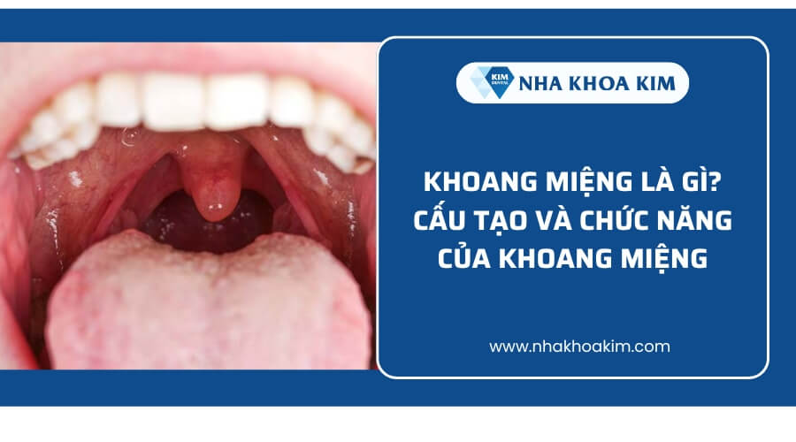 Khoang miệng là gì? Cấu tạo và chức năng của khoang miệng