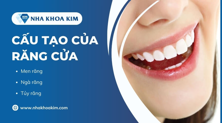 Cấu tạo của răng cửa