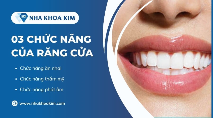 Chức năng của răng cửa là gì?