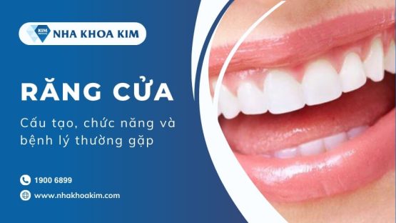 Răng cửa: Cấu tạo, chức năng và bệnh lý thường gặp