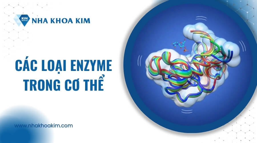 Các loại Enzyme trong cơ thể