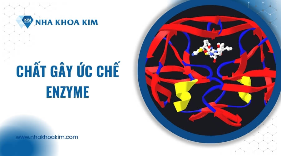 Chất gây ức chế Enzyme