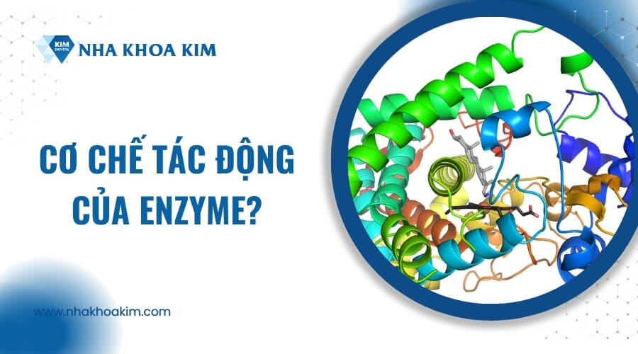 Cơ chế tác động của Enzyme?