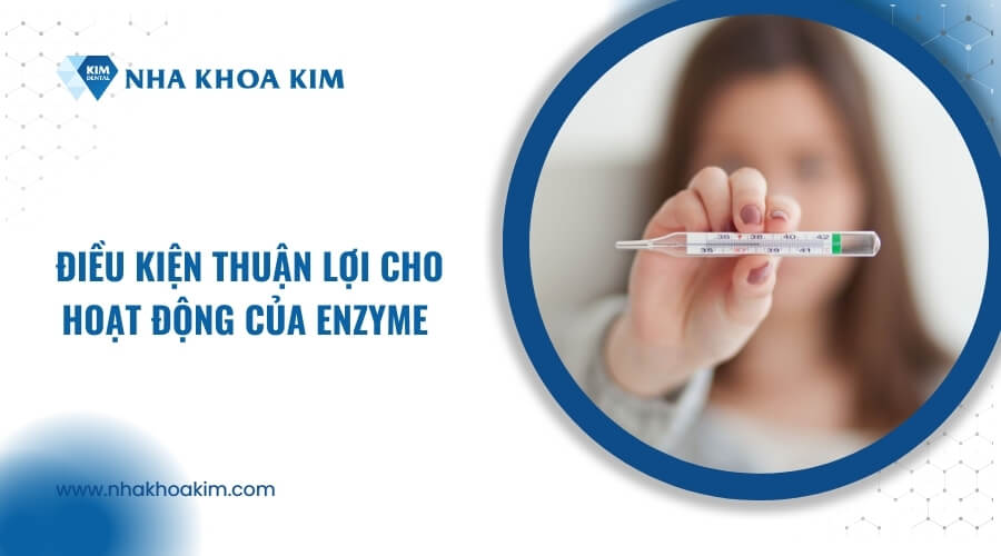 Điều kiện thuận lợi cho hoạt động của Enzyme là gì?