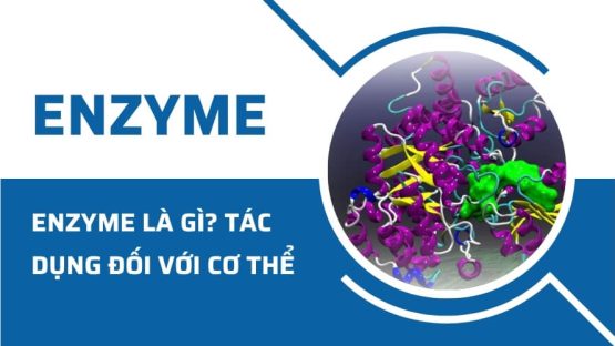 Enzyme là gì? Tác dụng của enzyme đối với cơ thể