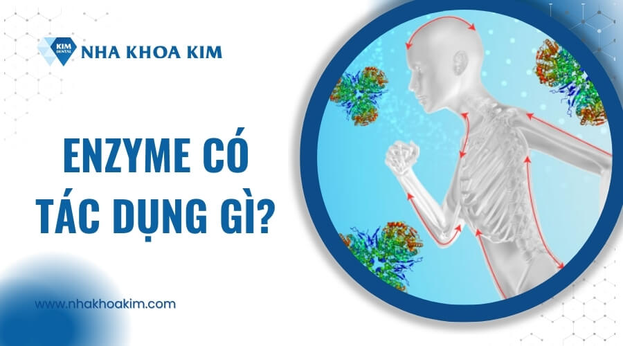 Enzyme có tác dụng gì?