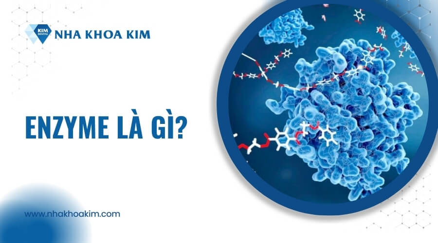 7. Ứng dụng của Enzyme trong Đời sống và Công nghiệp