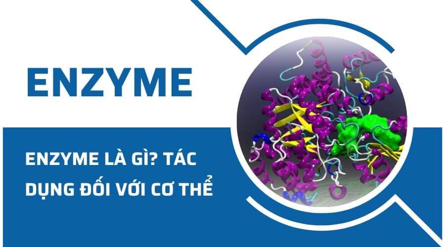 7. Ứng dụng của enzyme trong đời sống