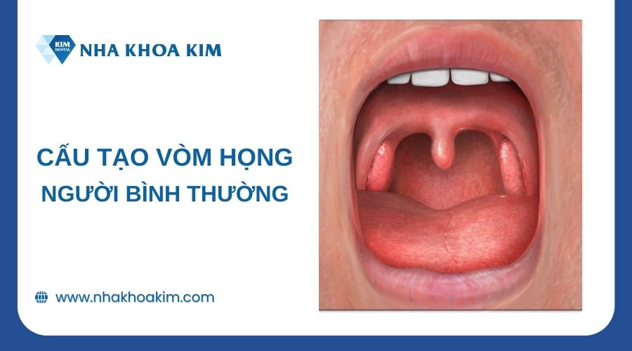 Cấu tạo vòng họng của người bình thường