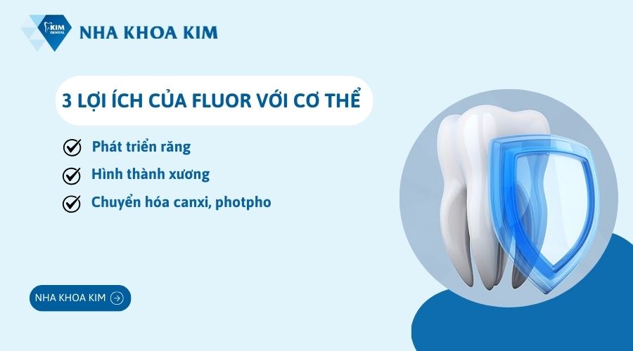 Lợi ích của Fluor với cơ thể