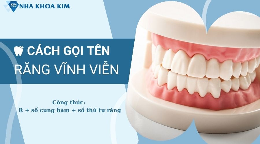 Cách đọc tên trên sơ đồ răng vĩnh viễn